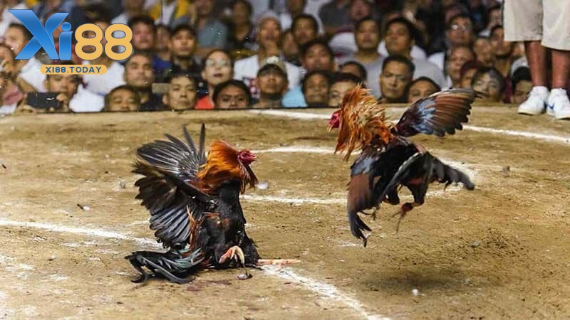 Giới thiệu về sảnh đá gà GA28