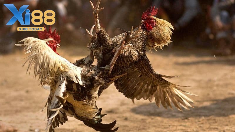 Các loại hình hot nhất trên sảnh đá gà GA28